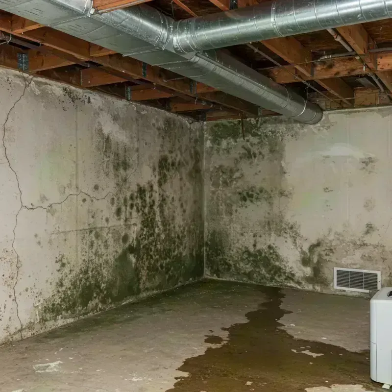 Professional Mold Removal in Lewiston, CA